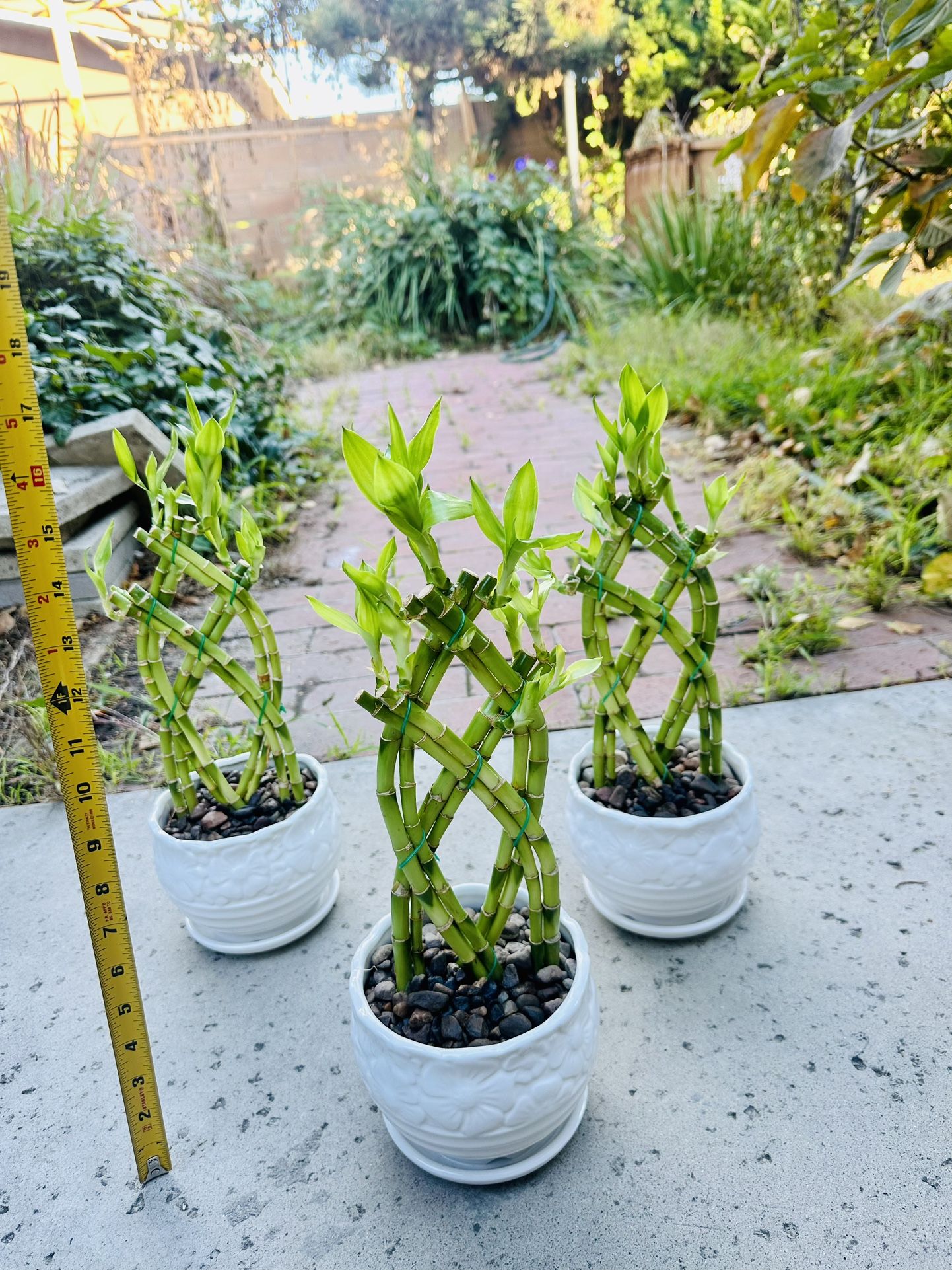 Trellis Lucky Bamboo Live Indoor Plant In Ceramic Pot $11/each