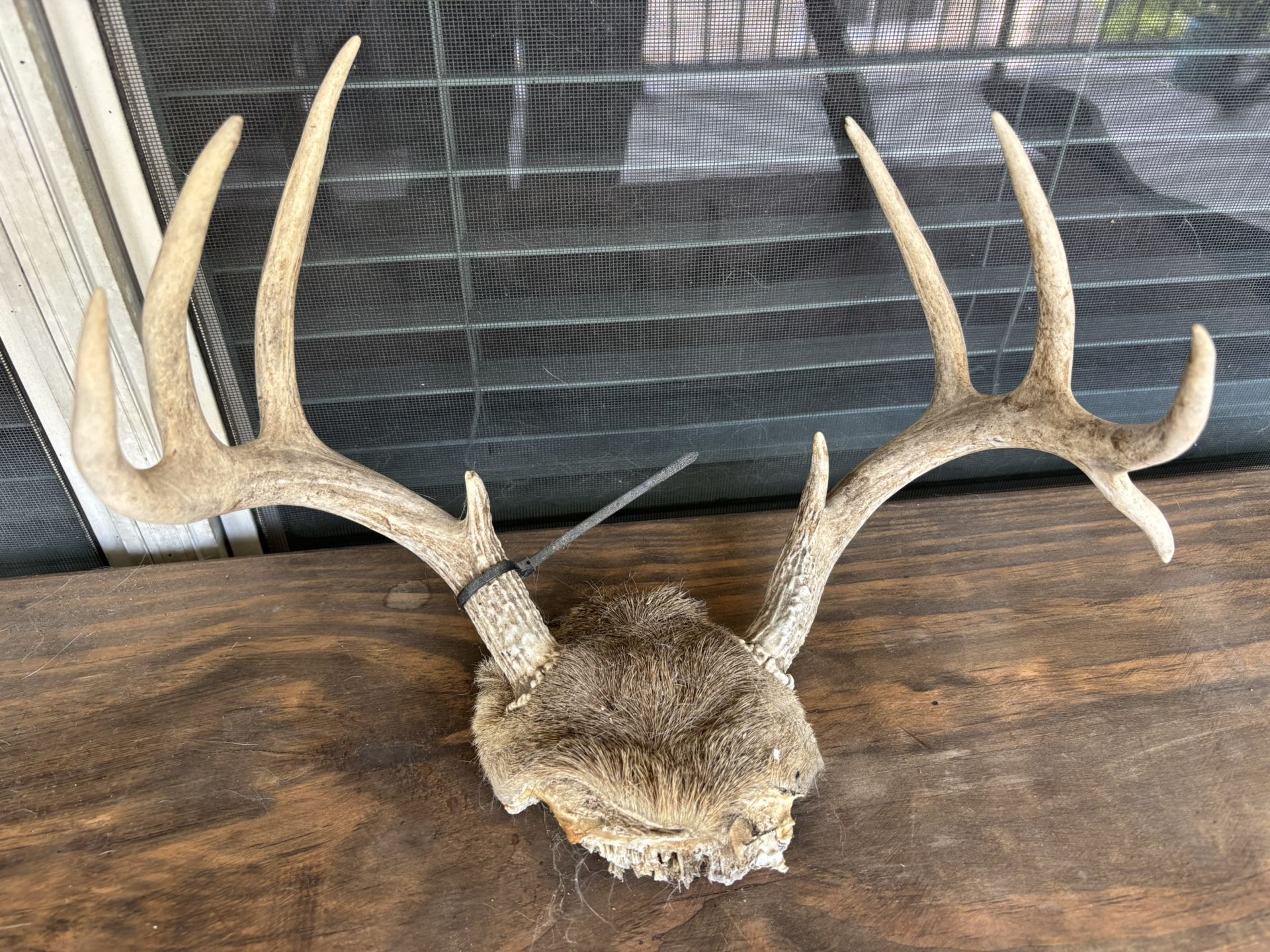 Buck Antlers 9 Point