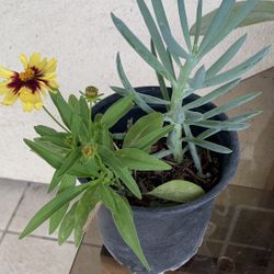 Tickseed and Chalksticks flowers pot 10$