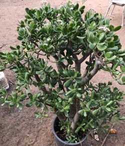 Jade Plant Succulant
