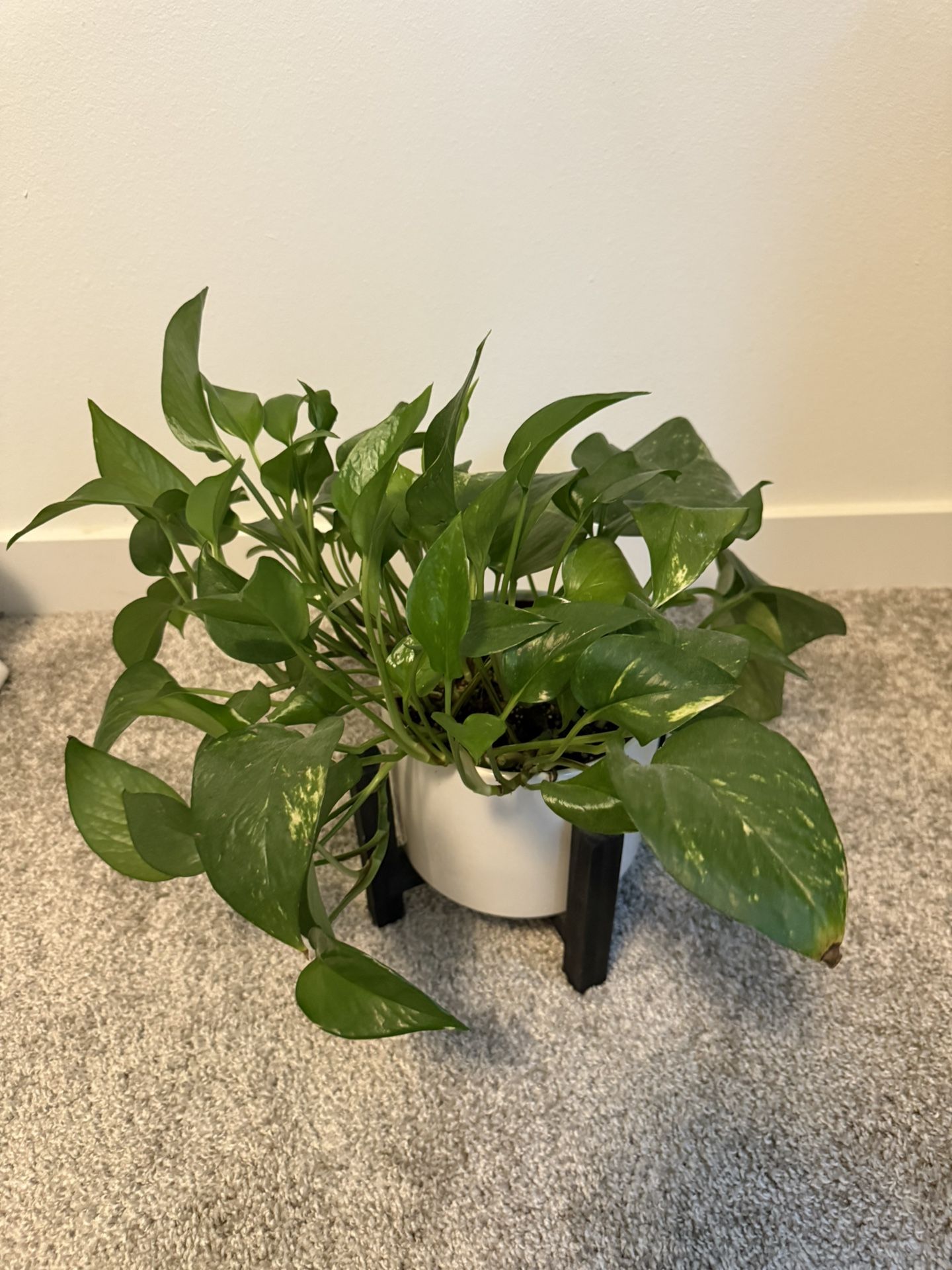 Live Indoor Pothos Plant With White Ceramic Planter And Black Wooden holder