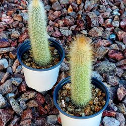 Living Plant 🌱10"H Cleistocactus 'Red Flowers' on 4"H White Pot ::: Outdoor ::: $5 Each
