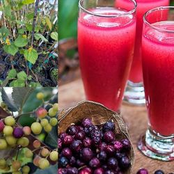 Sherbet Phalsa  Berry  Airlayered Trees 3gal