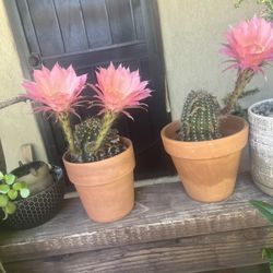 Cactus blooming/Cactus floreando