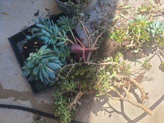 FREE Succulents