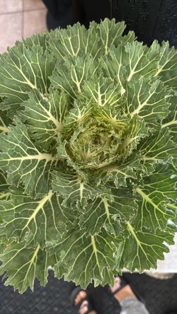 Ornamental Kale