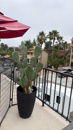Large decorative potwith large cactus .