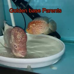 Golden Base Flowerhorn 