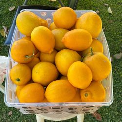 Organic Meyer Lemons 2 For $1 