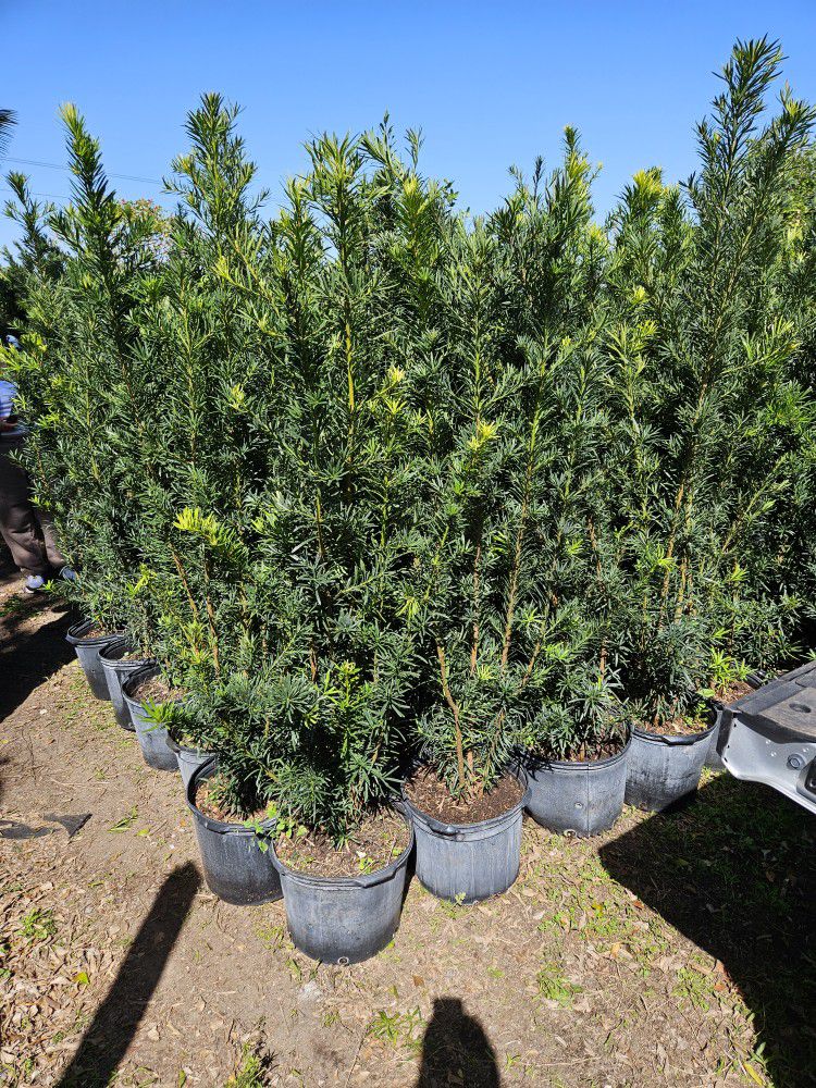Podocarpus Over About 6 Feet Tall Full Green  Fertilized  Ready For Planting Instant Privacy Hedge  Same Day Transportation 