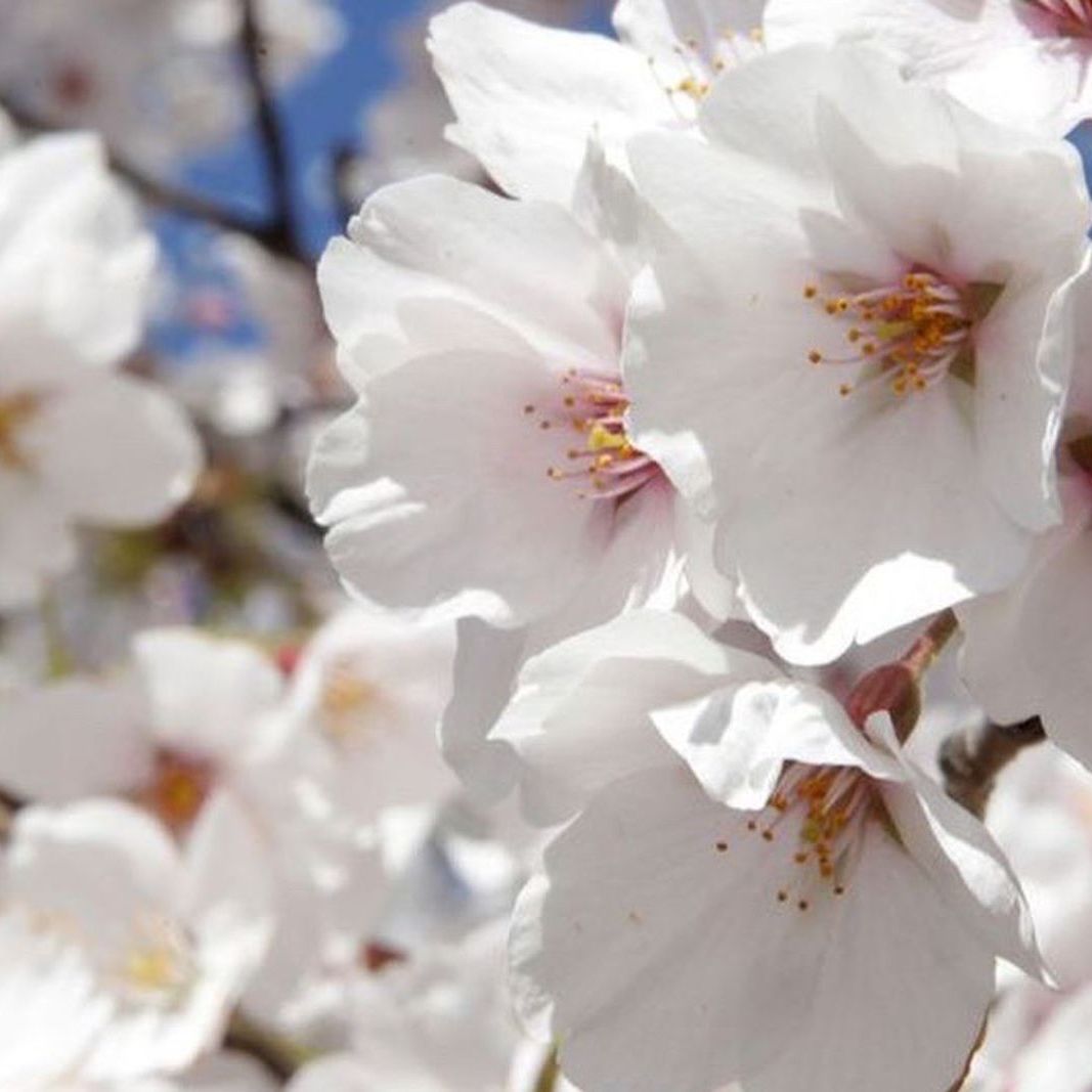 Japanese Cherry Blossom Trees 🌸