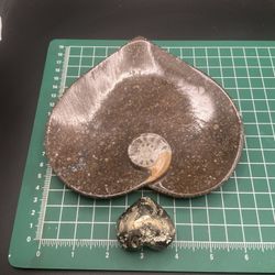 Ammonite Plate Pyrite 