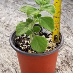 Vicks Plant,  Live,  3 Inches Tall 