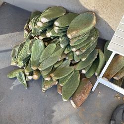 Yellow Plantera Extremely Rare Prickly Pear Variety!!! 🌵