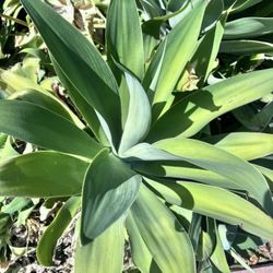 Free Fox Tail Agave And Blue Agave Plants 