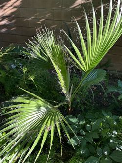 Fan Palm