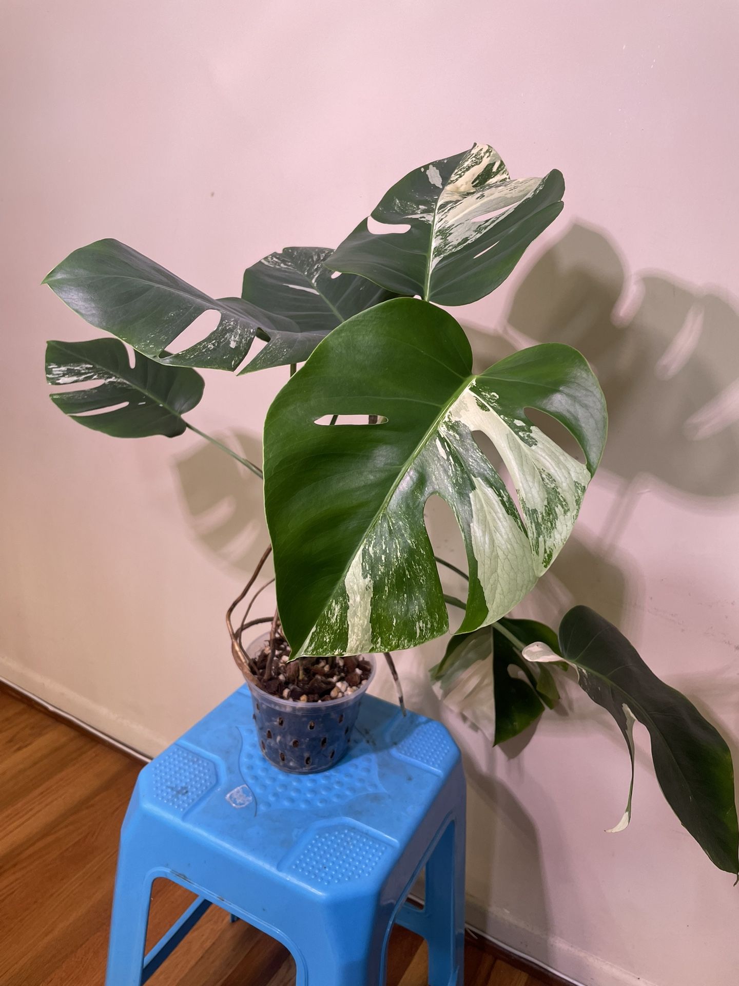Monstera Albo