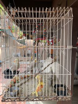 Cockatiel bird cage