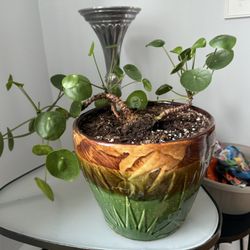 Chinese Money Plant