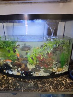 Fish tank