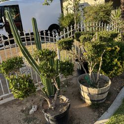 Boxwood To Piary Plant
