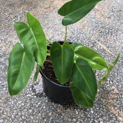 philodendron burle marx