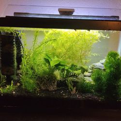 Betta Kio Tank With All Amenities  Including Stand