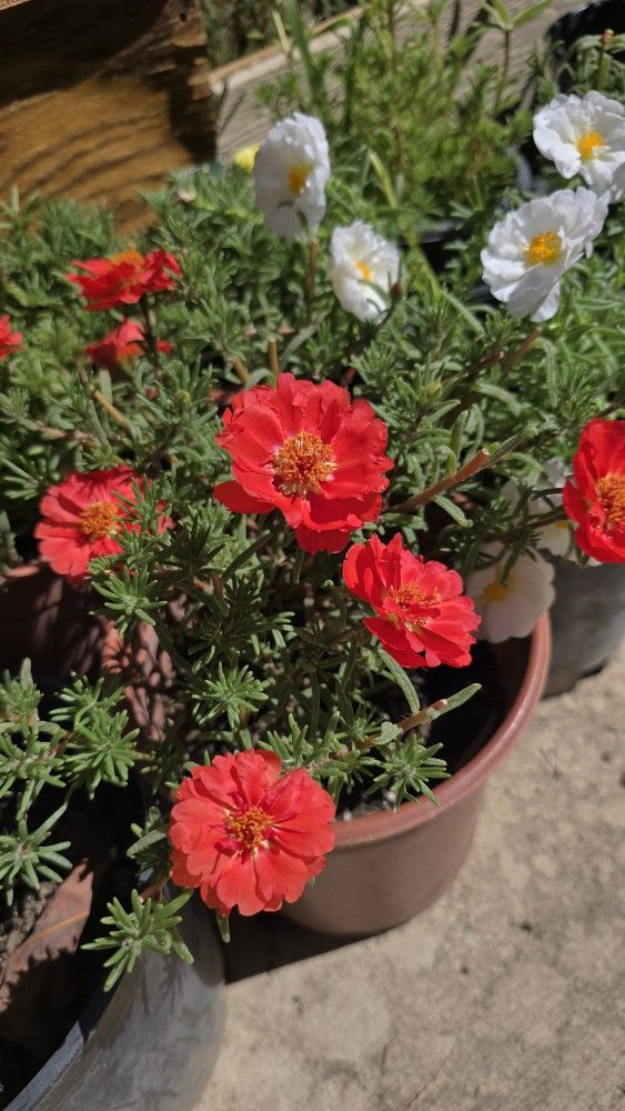 Portulaca Plants
