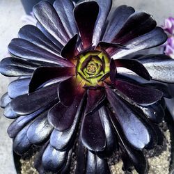|10" Pot|Aeonium Arboreum|'Black Rose'|Easy Care|Drought Tolerant|