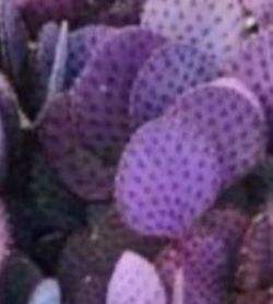 CACTUS PADS!!! Santa Rita Prickly Pear!!