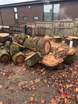 Maple firewood