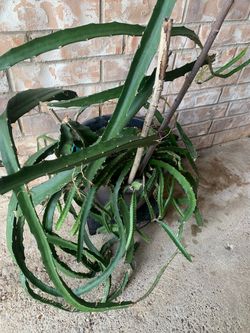 Green useful! Plant potted