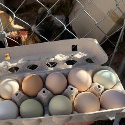Fertilized Chicken Eggs For Hatching. 
