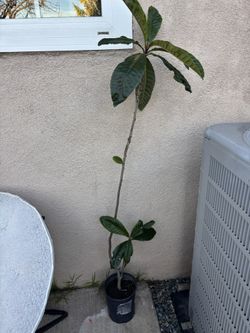 Loquat Tree