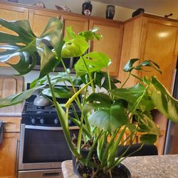 Healthy Monstera Deliciosa Plant