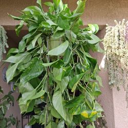 XLARGE Golden Pothos Plant $32