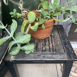 Ceramic/Terracotta Pots & Potted Plants 🪴 🪴