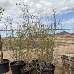 Desert Willow