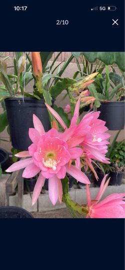 Epiphyllum Cactus Blooming
