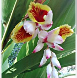 Ginger Shell Plants