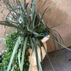 Plants in Composite Pot