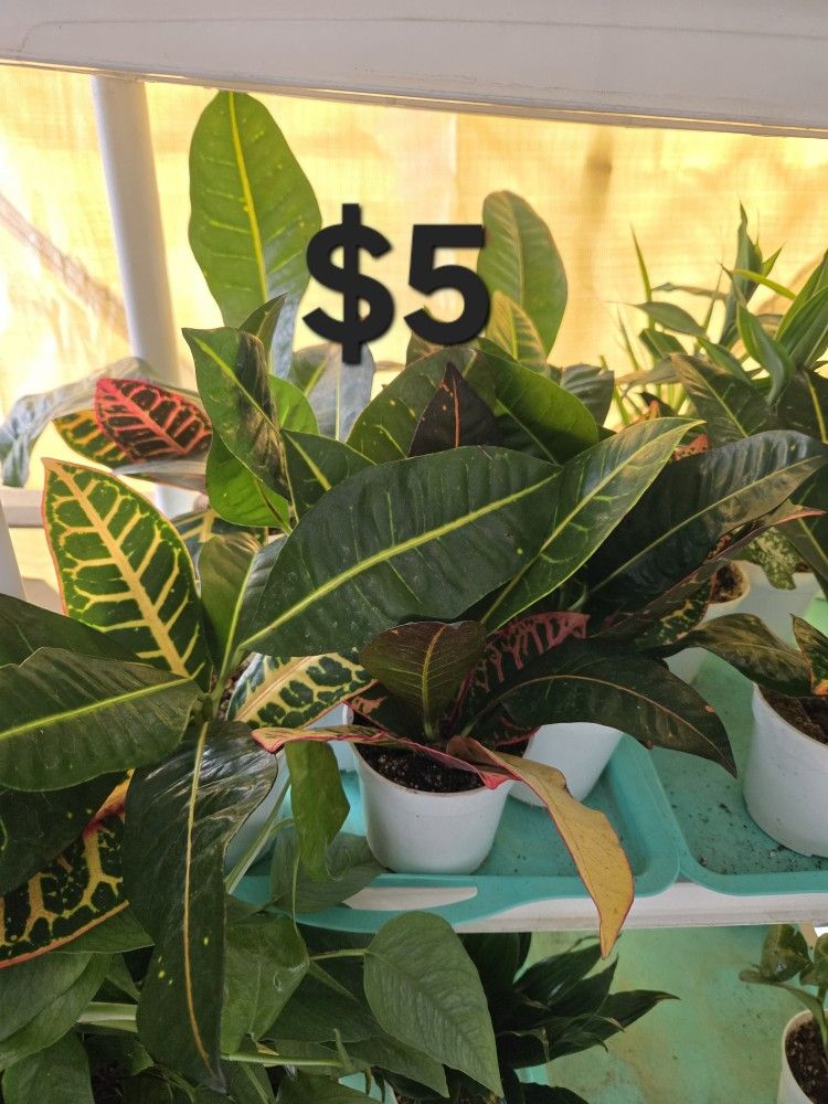 Croton Plants