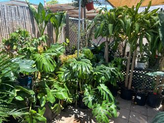 Plant sale