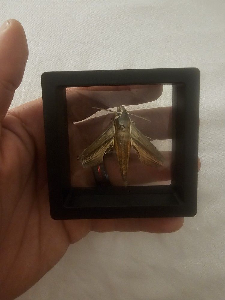 Tersa sphinx Moth Specimen Framed