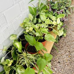 Plants For Sale 10 Each 