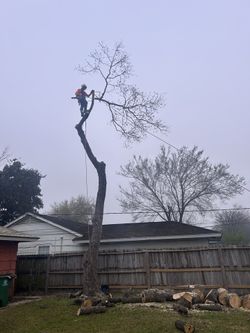 trees