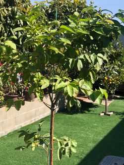 Guava tree