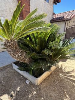 Mature Sago Palm w/Multiple Smaller Sagos
