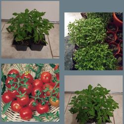 Organic cherry tomato plants