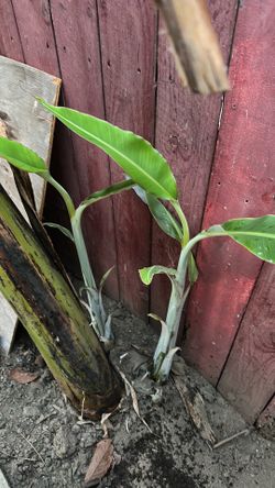 Banana tree